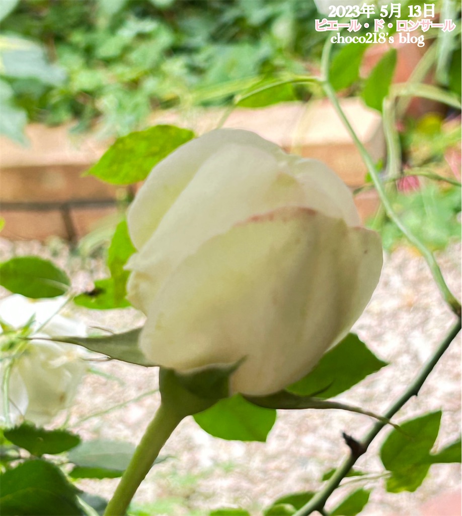 R5 5月13日の開花と蕾① - choco218's blog