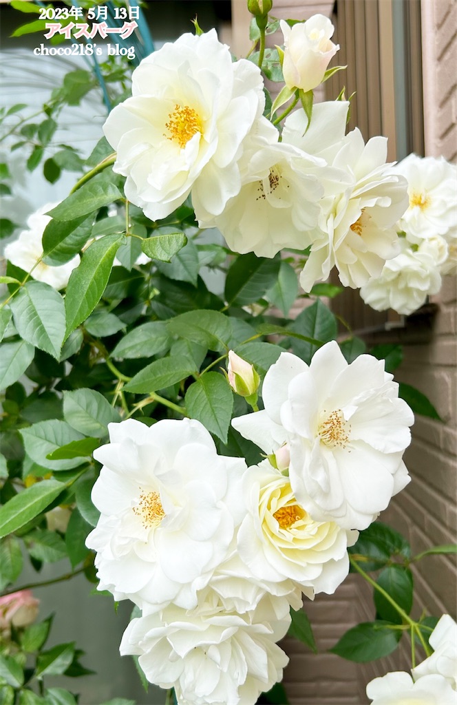 R5 5月13日の開花と蕾① - choco218's blog