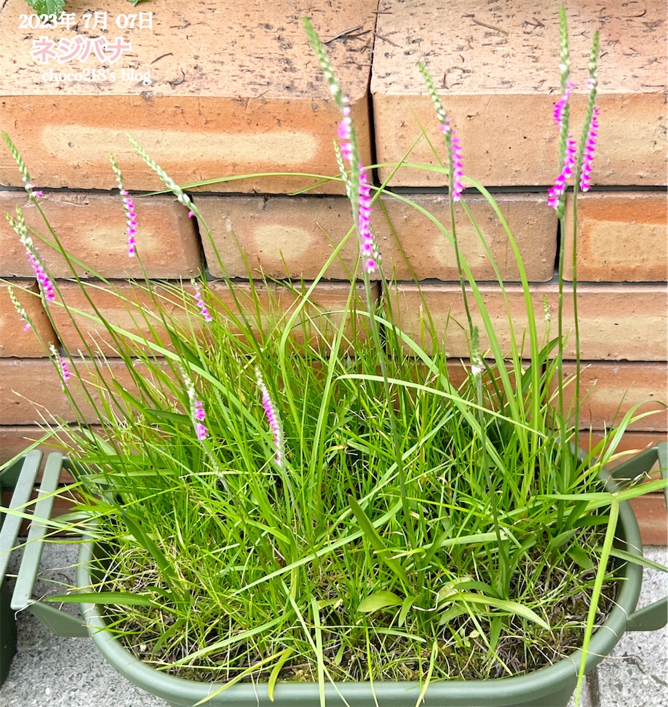 ネジバナ② - choco218's blog