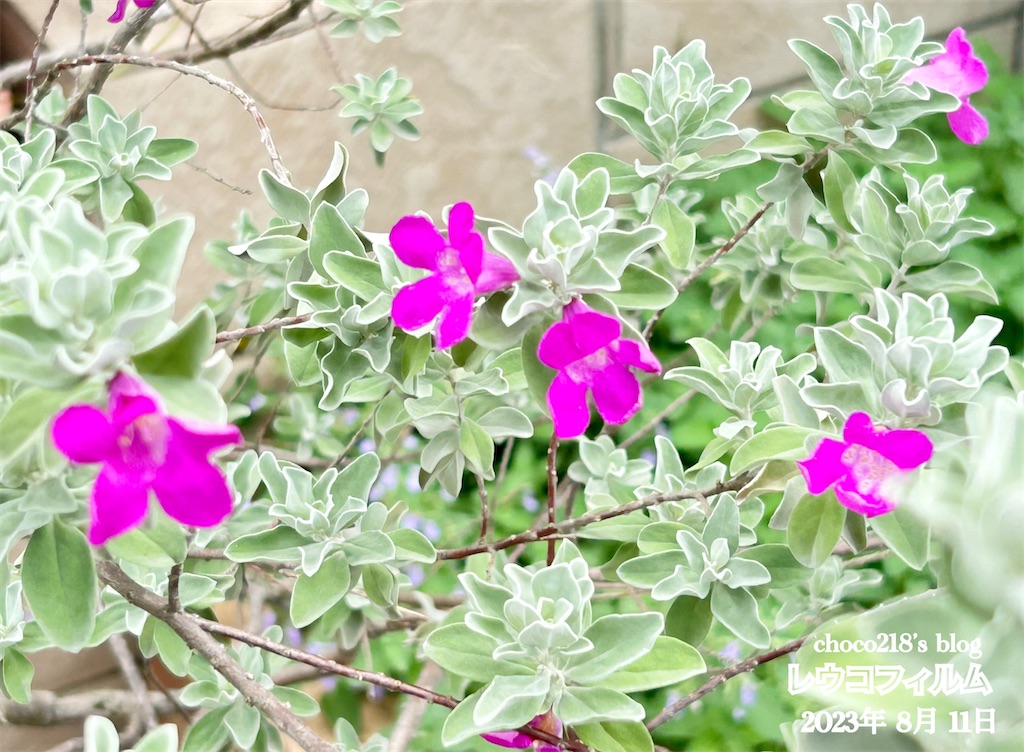 レウコフィルム④ - choco218's blog