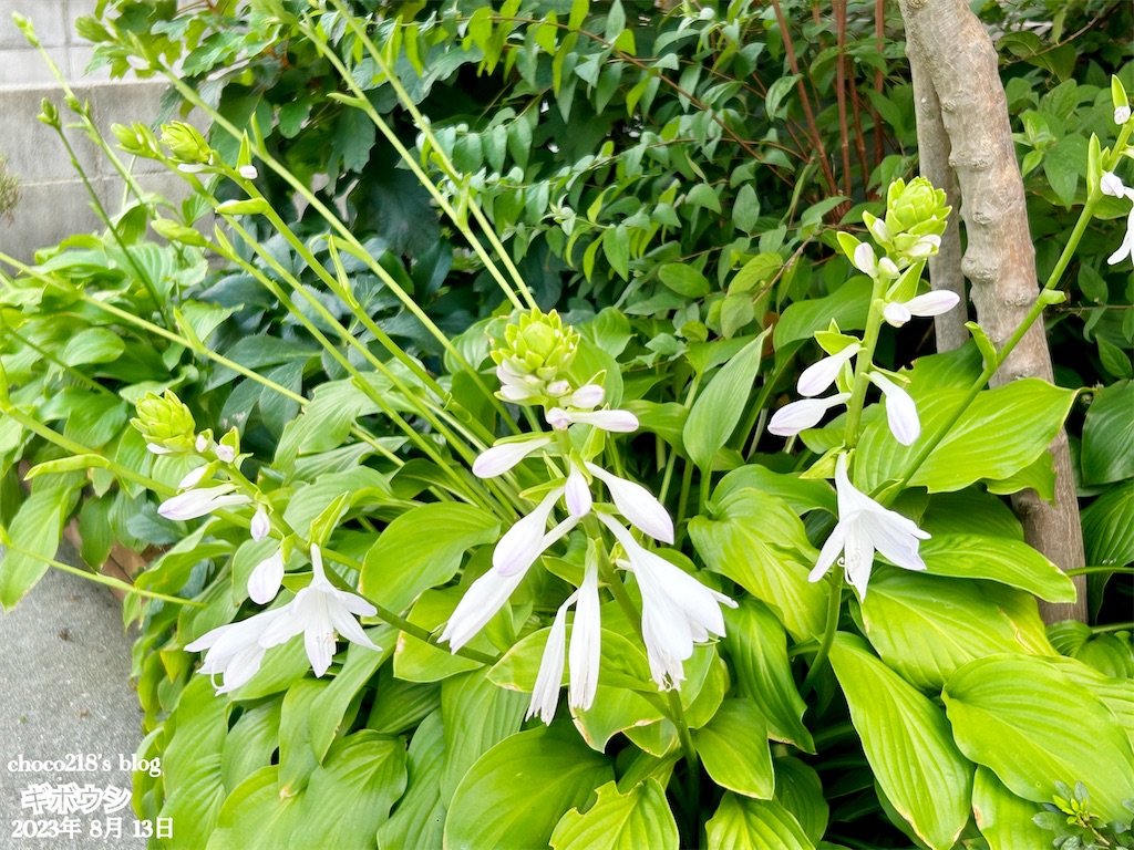 黄覆輪マウスイアー姫トクダマギボウシ、１０株、開花株、 姫トクダマの改良種、日陰、日当たりでよく繁殖する ギボウシ 苗の通販