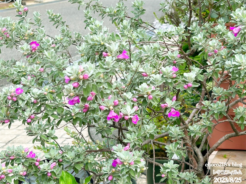 レウコフィルム フルテスケンス ファイバー鉢 レウコフィルム 5号