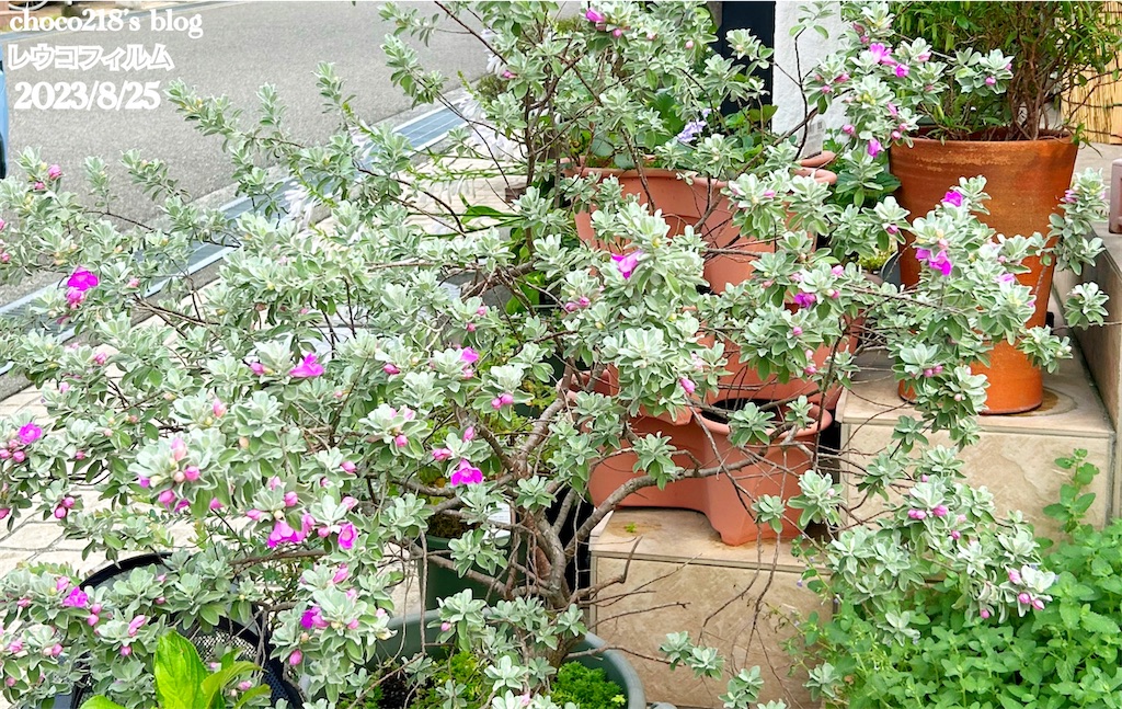 レウコフィルム　グリーンリーフ　/畑2 レウコフィルム グリーンリーフ /畑2