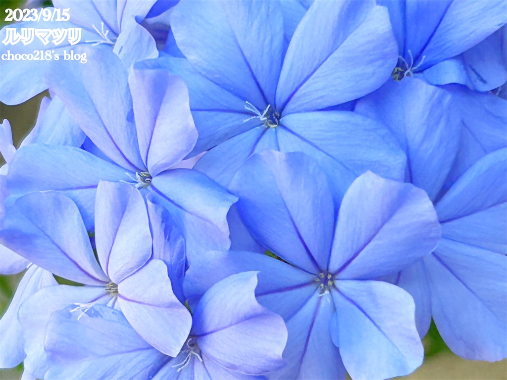 f:id:choco218:20230915140422j:image