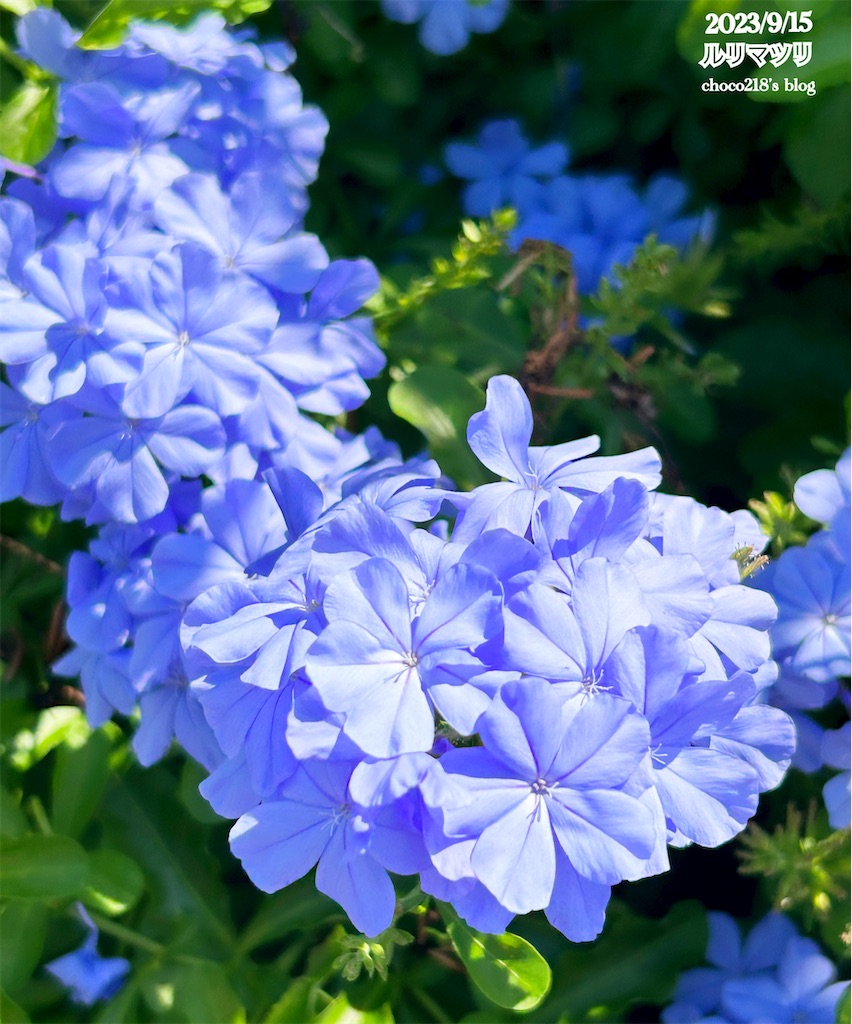 f:id:choco218:20230915140431j:image