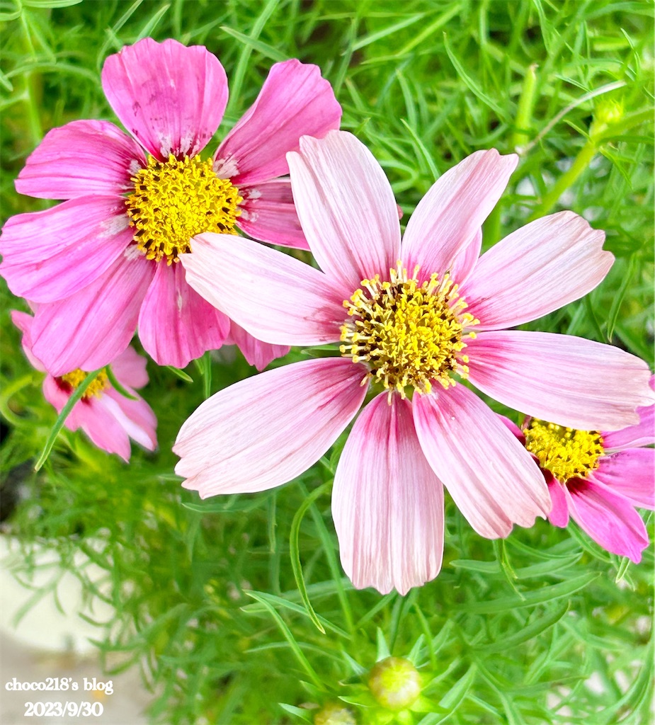 ✨コスモス様3点おまとめ✨ありがとうございます♡ 3種のコスモスの花① - choco218's blog