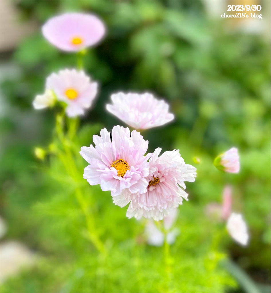 3種のコスモスの花① - choco218's blog
