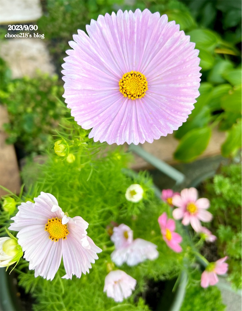 3種のコスモスの花① - choco218's blog