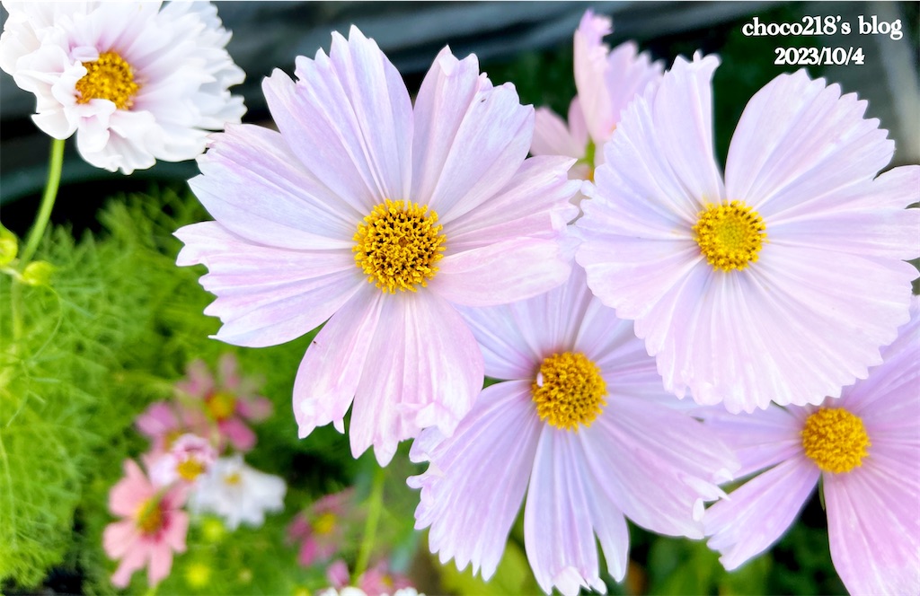 コスモスの花② - choco218's blog