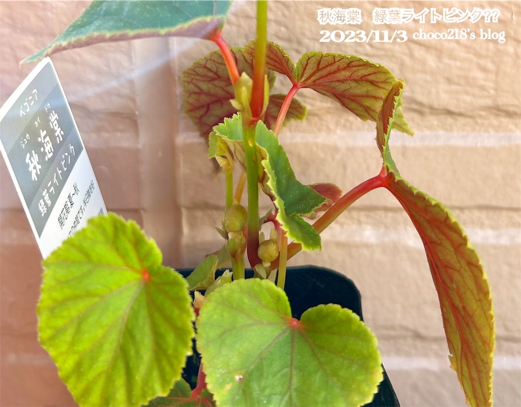 秋海棠の苗を植えてみました。 - choco218's blog