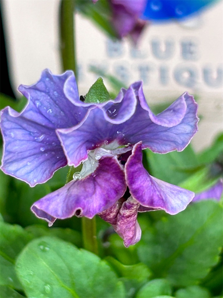 NO.662 青系ビオラ＆パステル系紫陽花てまりin✨固まるハーバリウムペン立て ブルー系・水色ビオラ② - choco218\u0027s blog