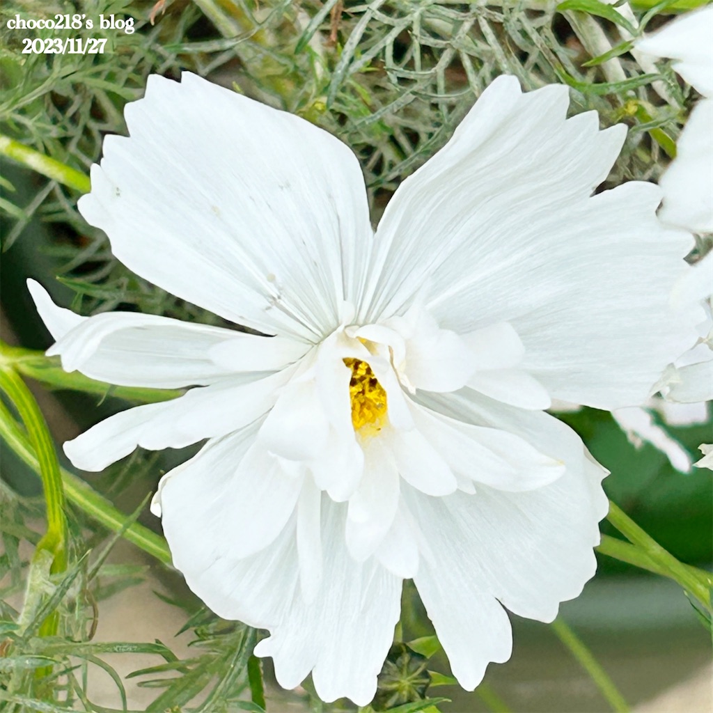 コスモスの花③ - choco218's blog