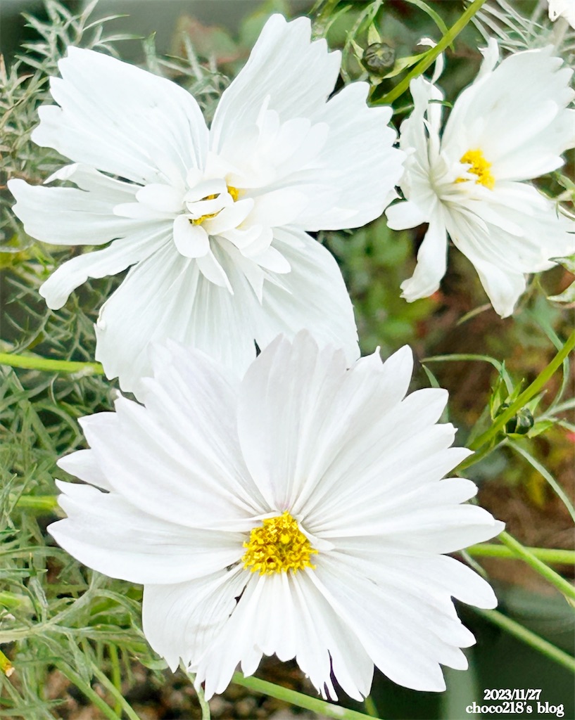 コスモスの花③ - choco218's blog