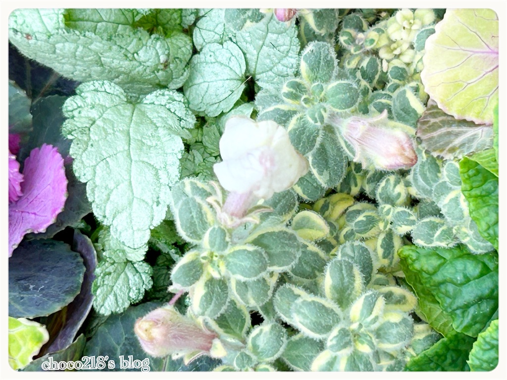 寄せ植えリース - choco218's blog