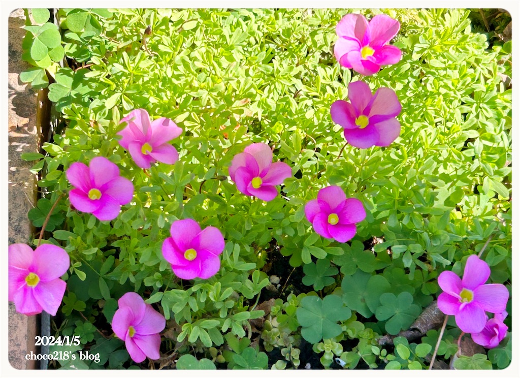 オキザリスの花 - choco218's blog