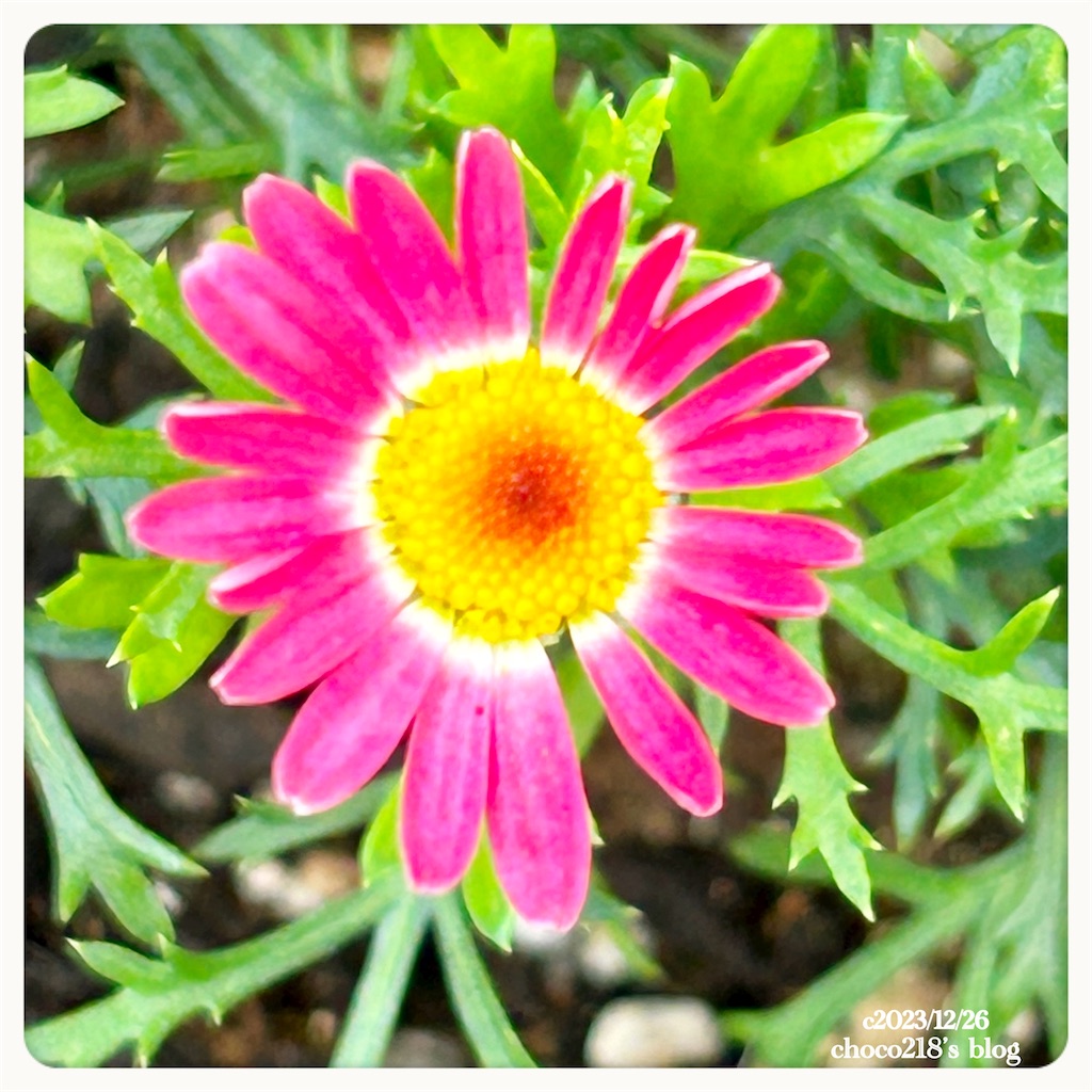 マーガレット ストロベリーホイップ - choco218's blog