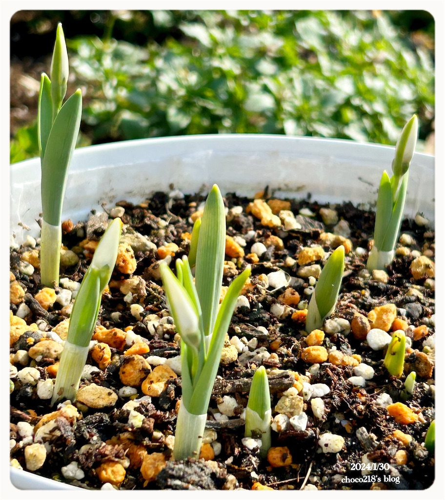 f:id:choco218:20240130154736j:image