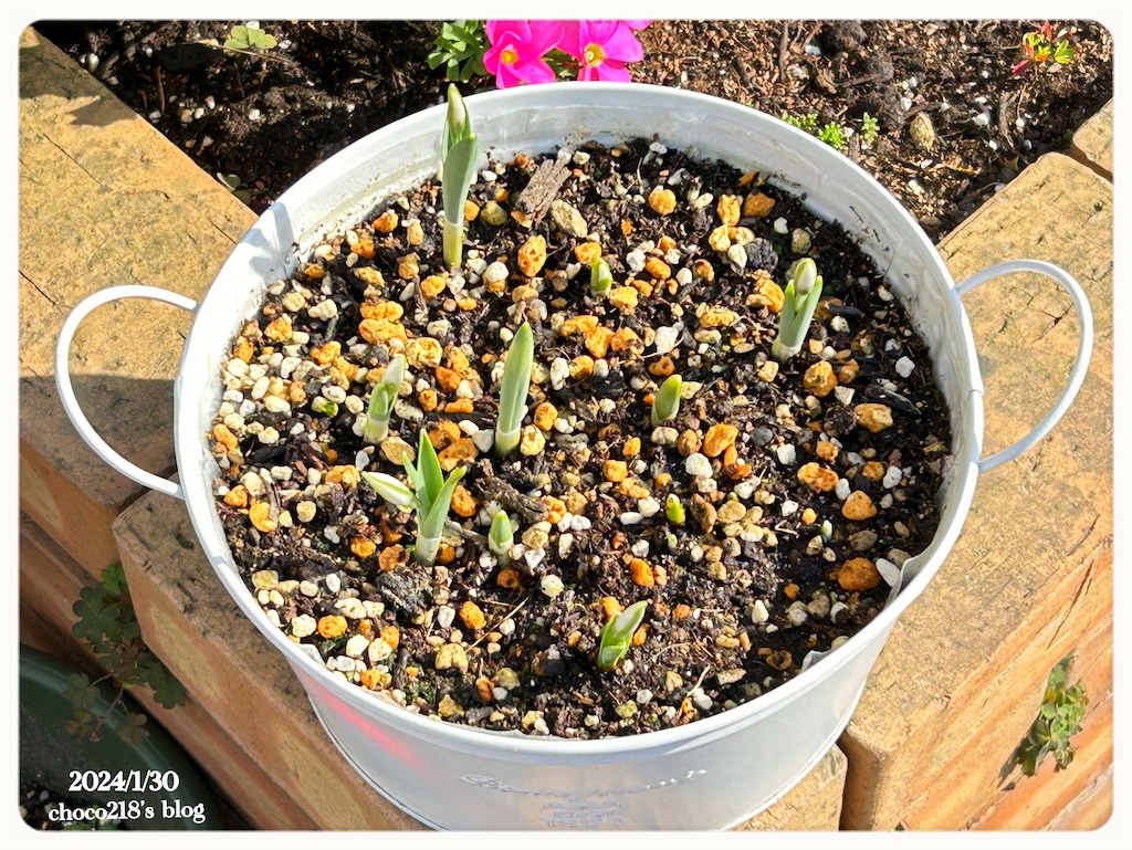 f:id:choco218:20240130154740j:image