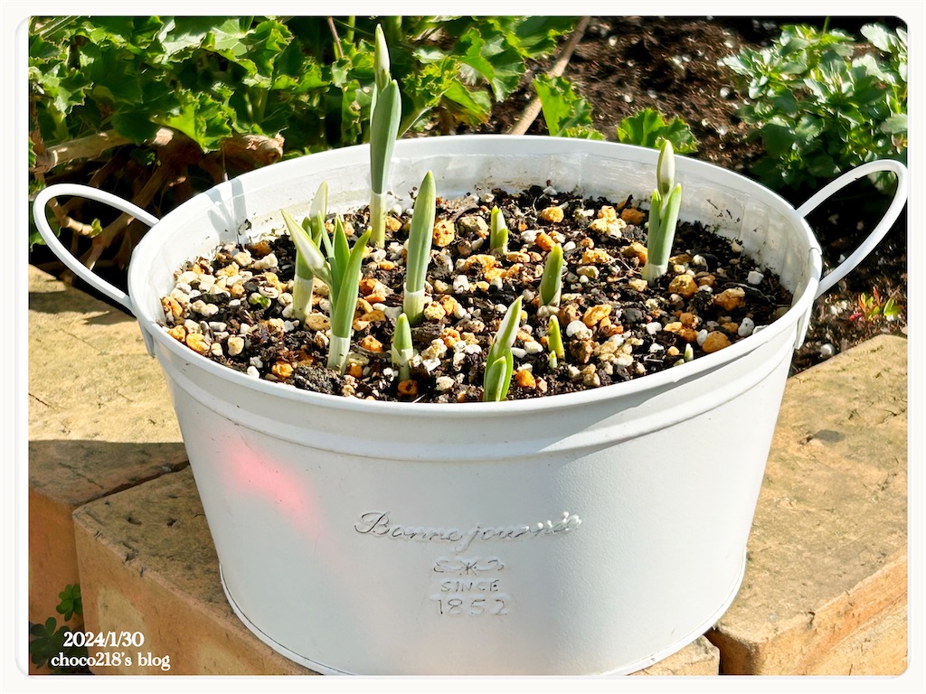 f:id:choco218:20240130154743j:image