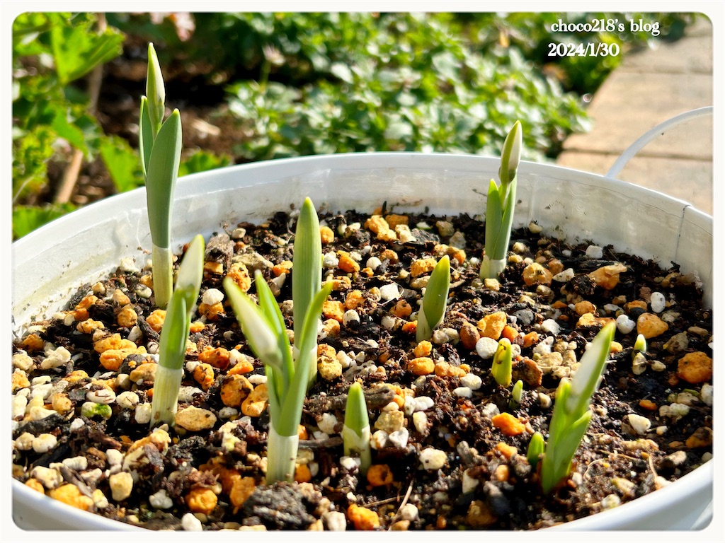 f:id:choco218:20240130154746j:image