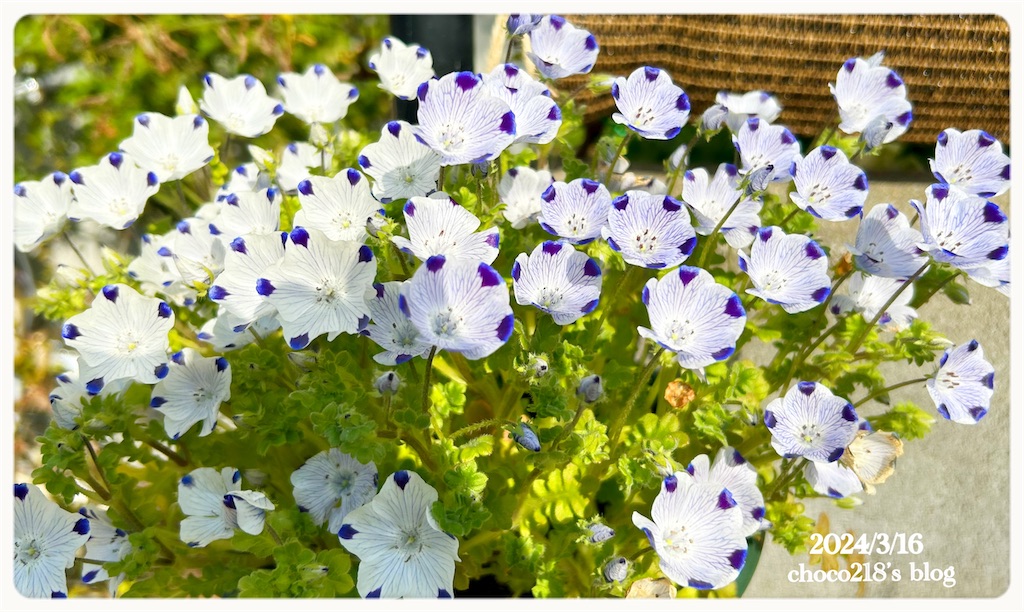 ネモフィラの花② - choco218's blog
