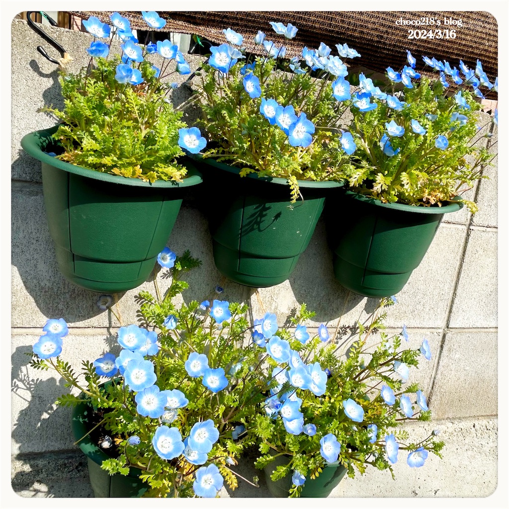 ネモフィラの花② - choco218's blog
