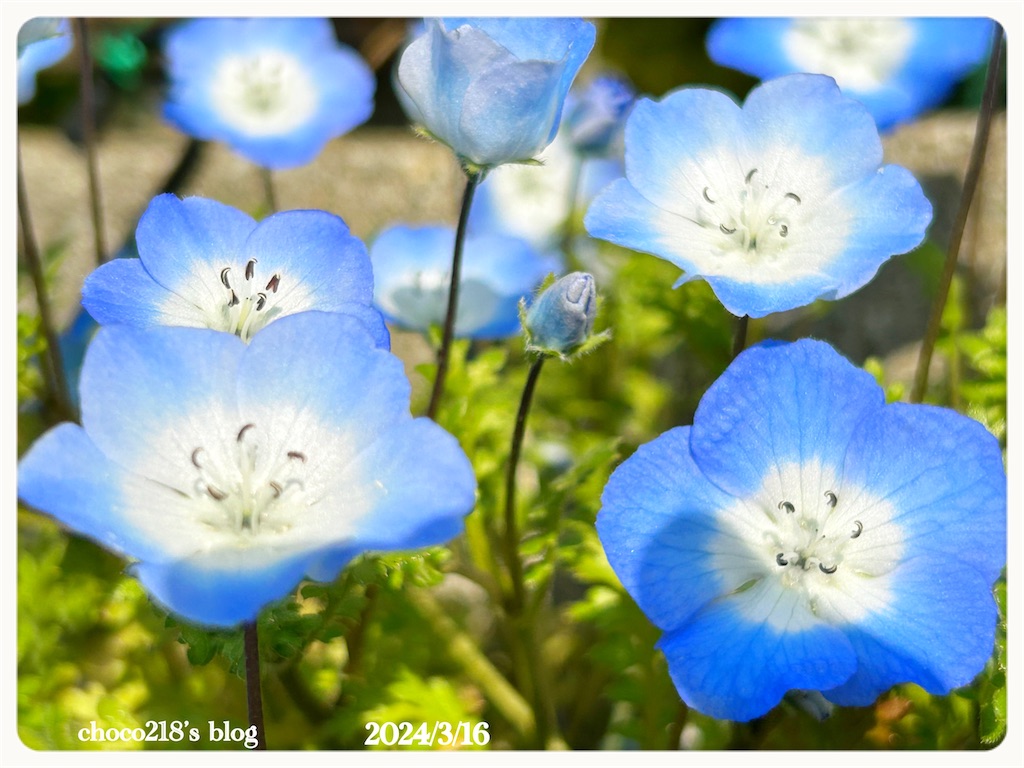 ネモフィラの花② - choco218's blog