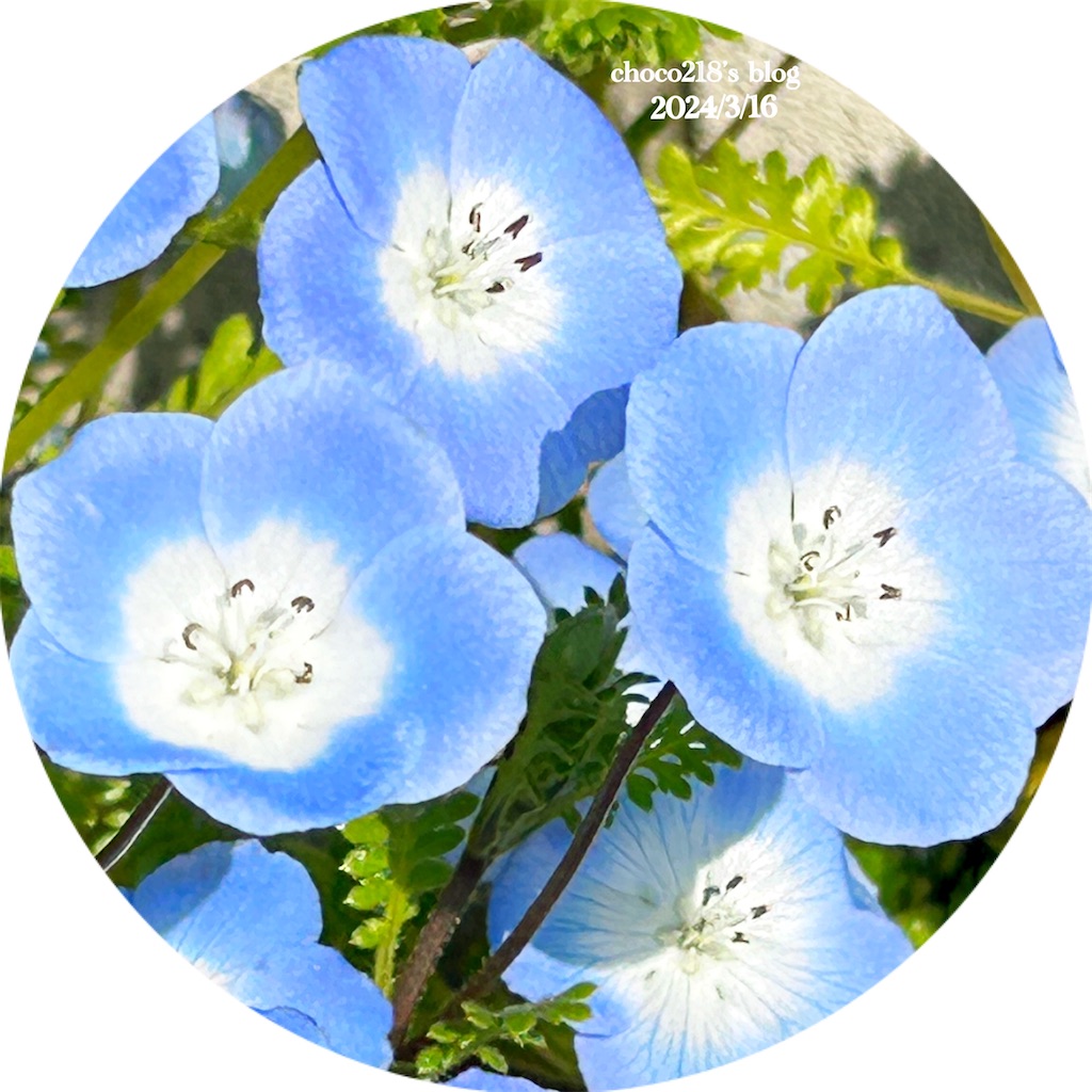 ネモフィラの花② - choco218's blog