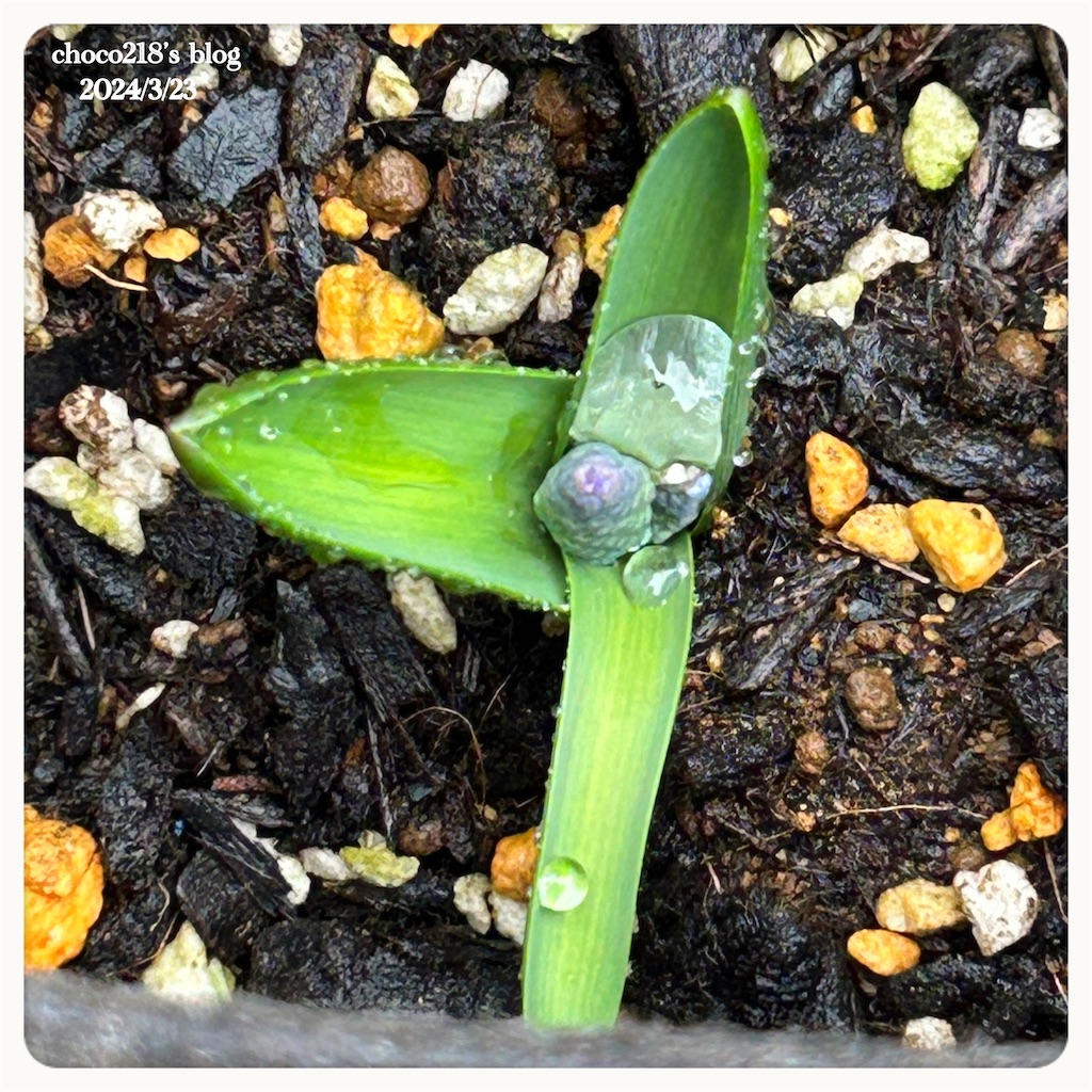 球根の発芽 - choco218's blog