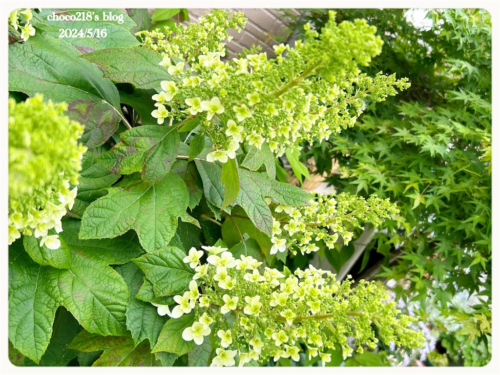 f:id:choco218:20240516221148j:image