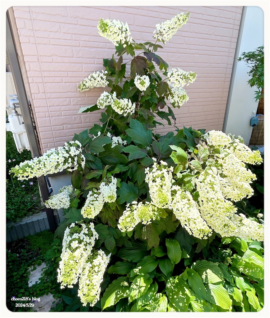 f:id:choco218:20240529172344j:image