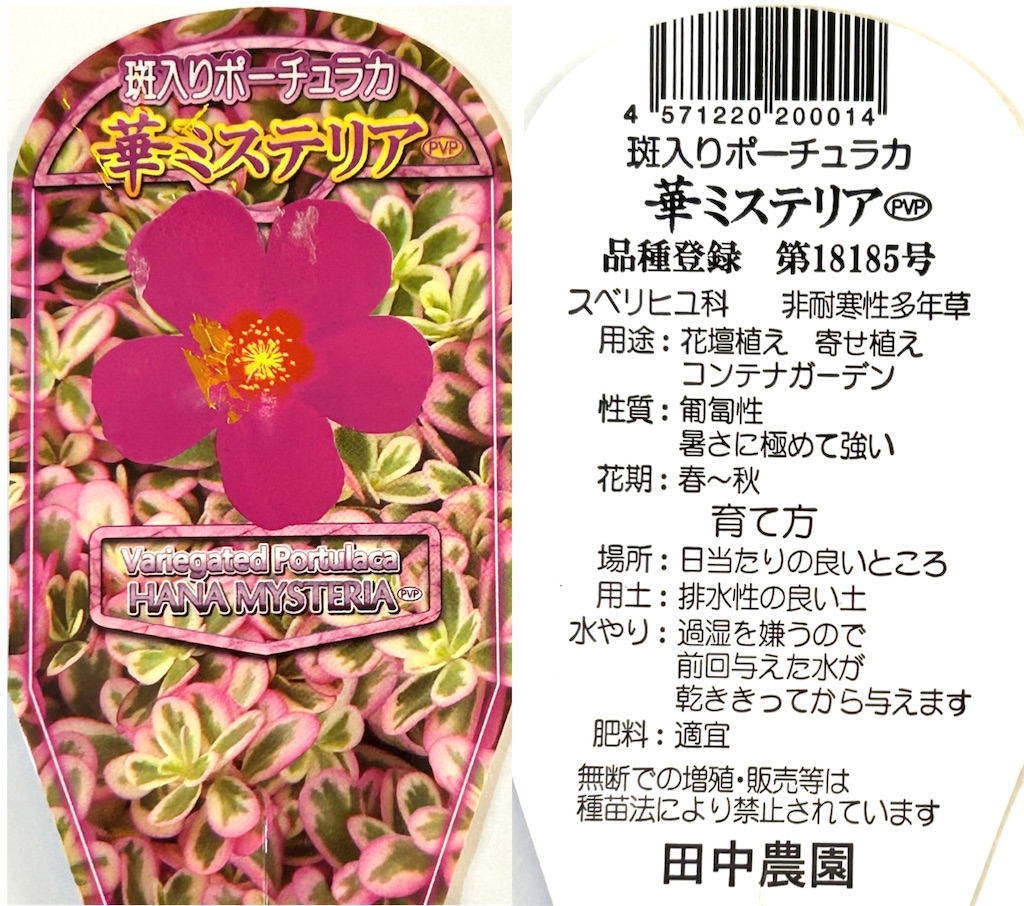 f:id:choco218:20240729152531j:image f:id:choco218:20240729152531j:image