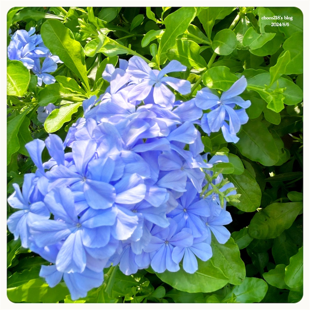 f:id:choco218:20240806132028j:image