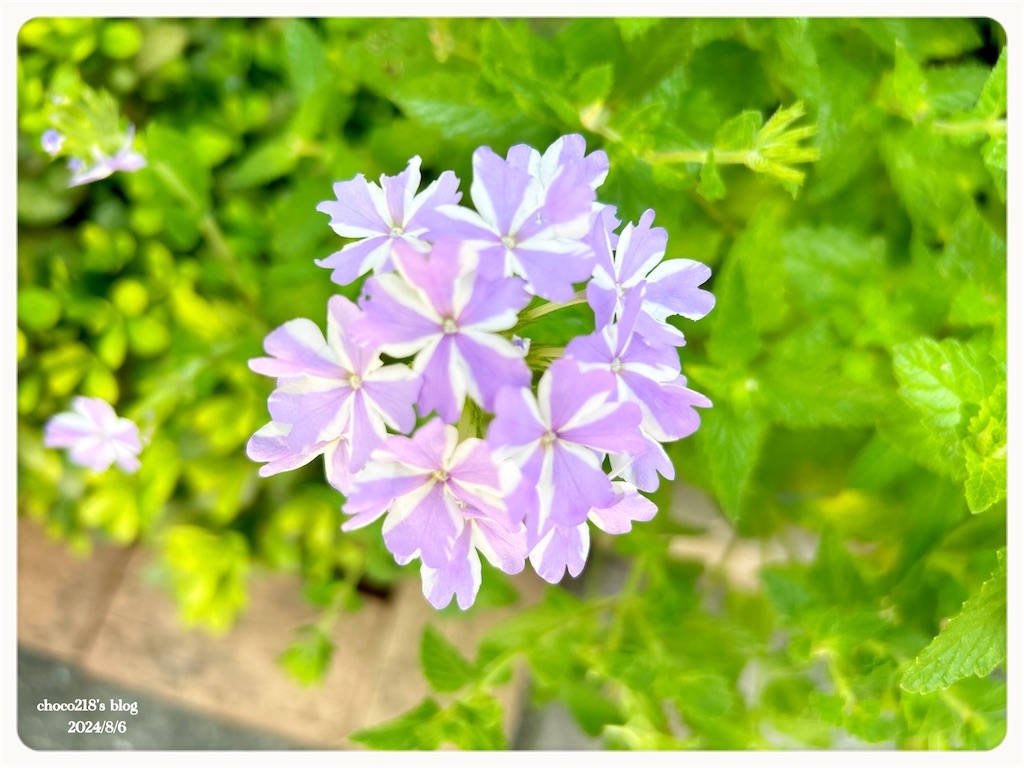 f:id:choco218:20240806132030j:image