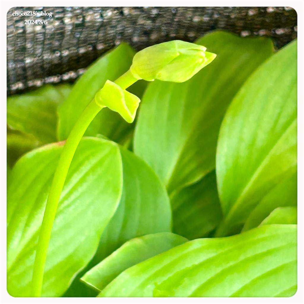 f:id:choco218:20240806132042j:image