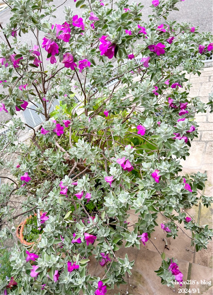 f:id:choco218:20240901155333j:image