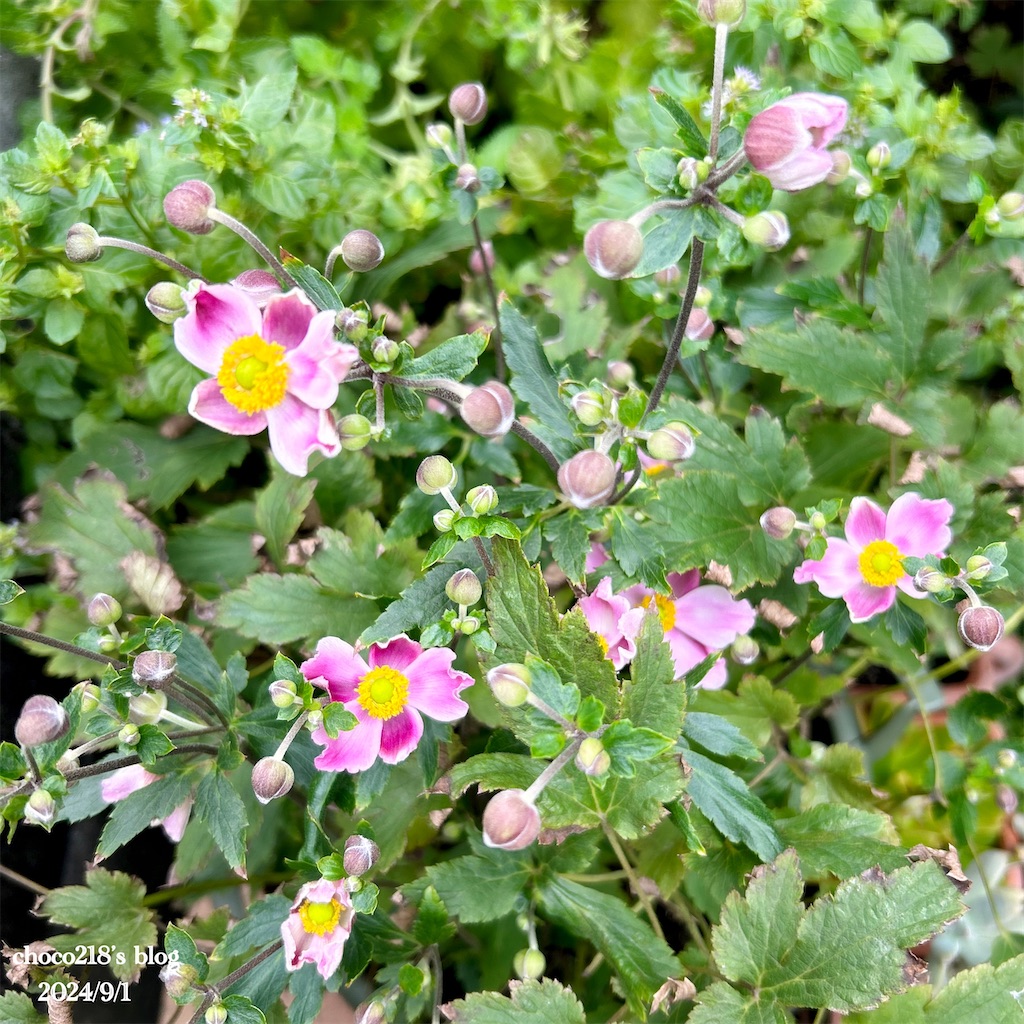 f:id:choco218:20240901155335j:image