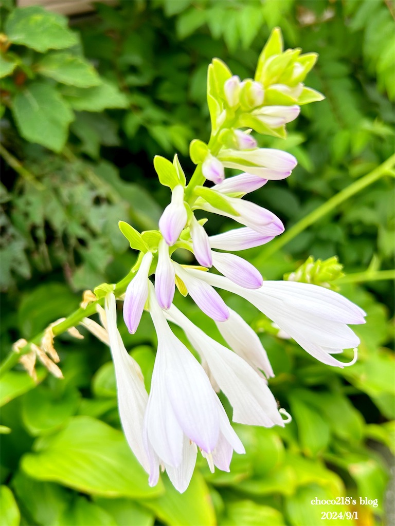 f:id:choco218:20240901155337j:image