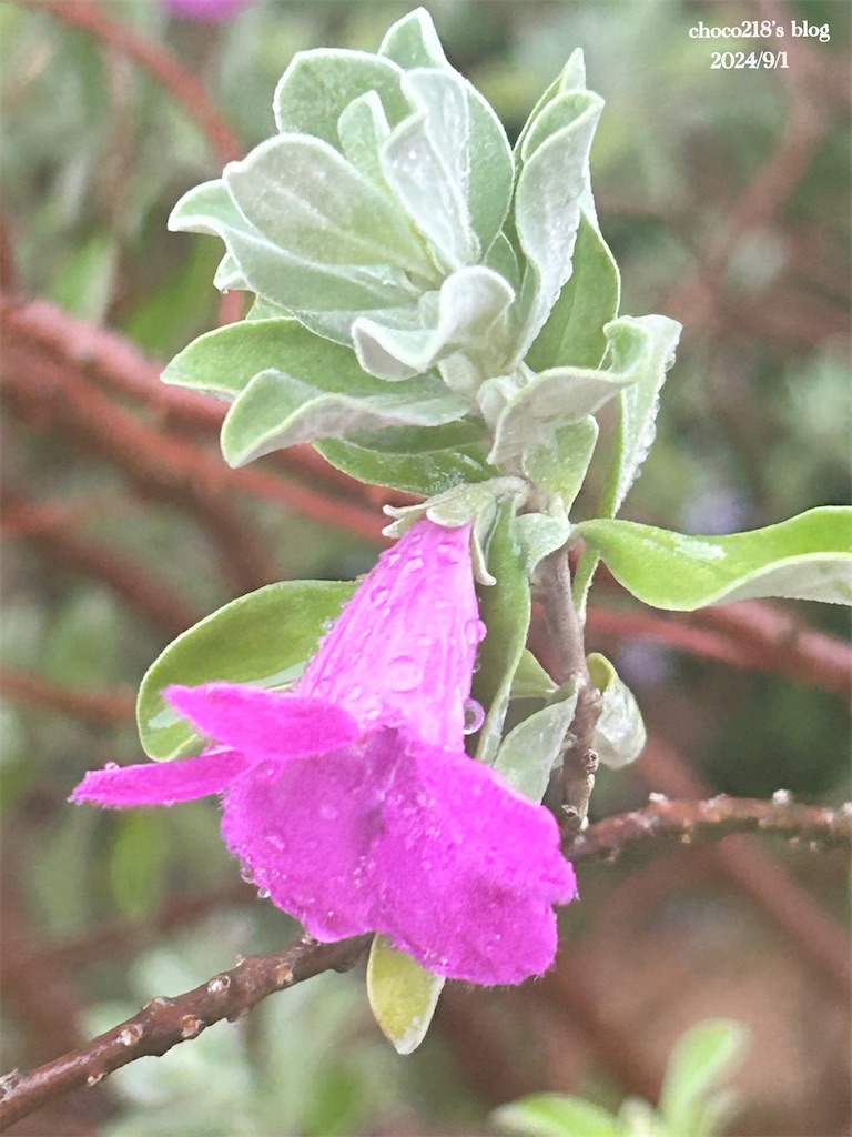 f:id:choco218:20240901155340j:image