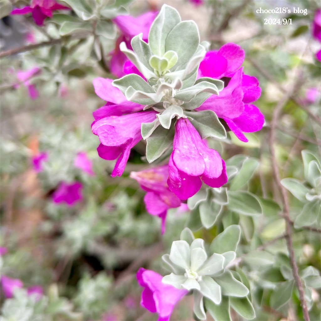 f:id:choco218:20240901155342j:image