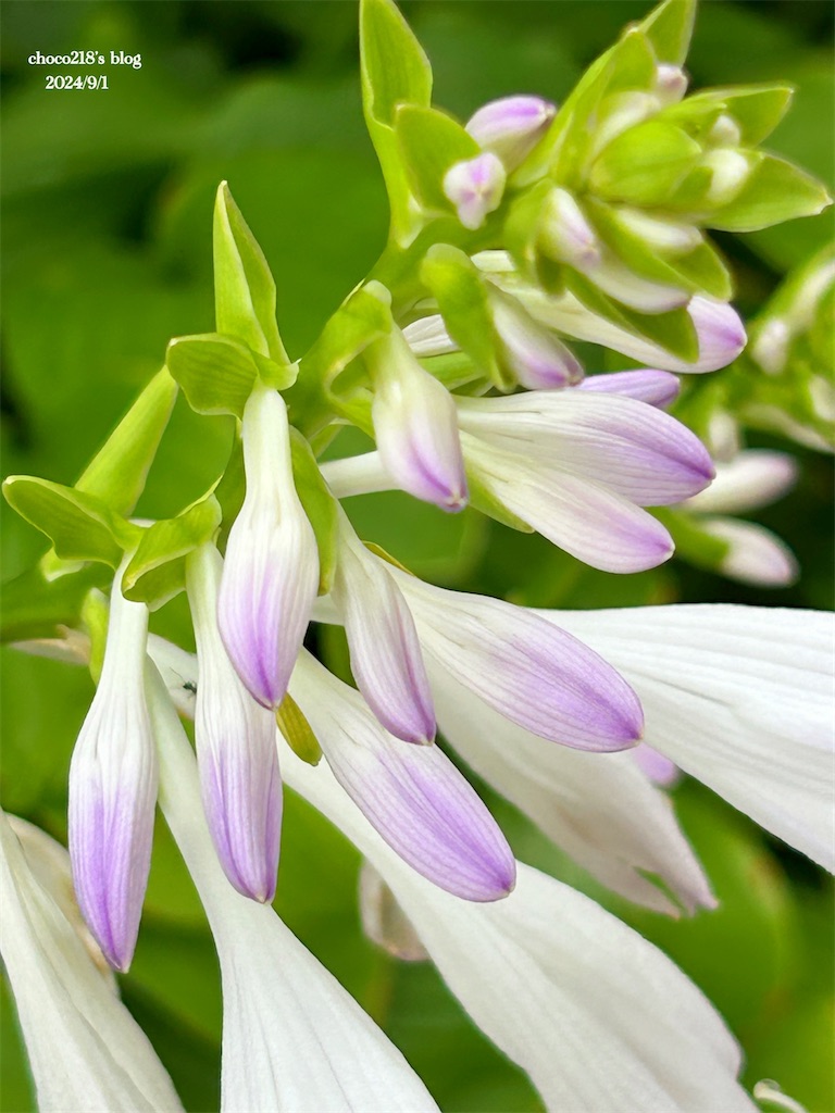 f:id:choco218:20240901155347j:image