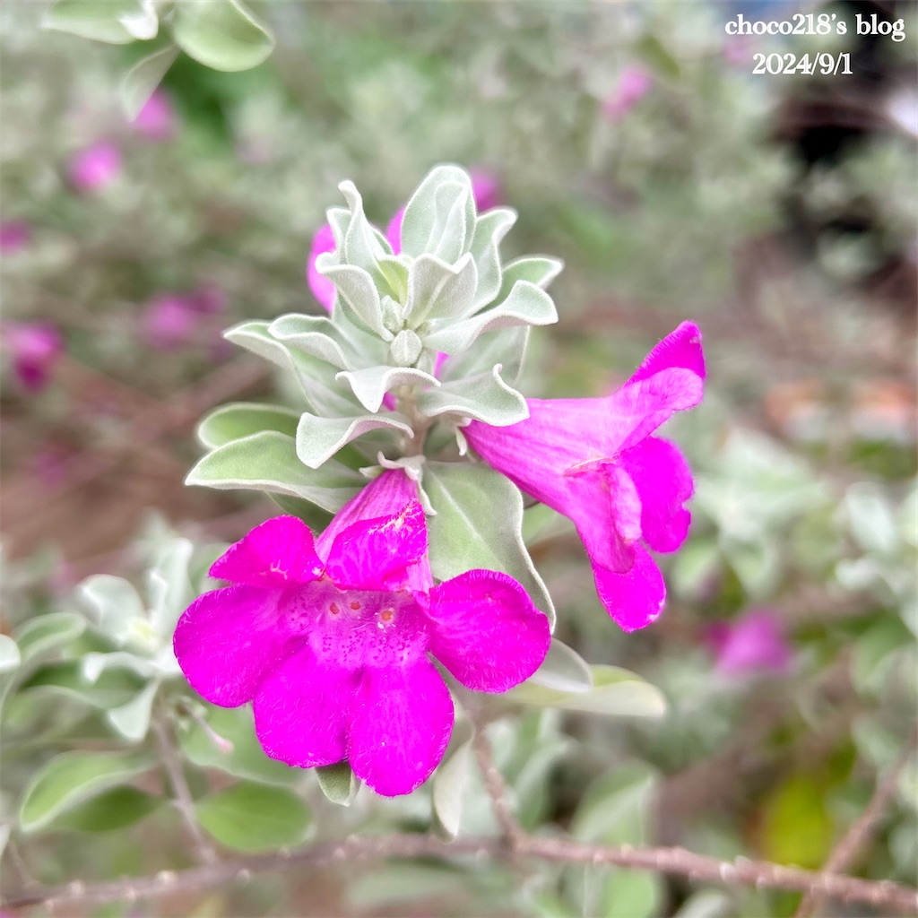 f:id:choco218:20240901155349j:image