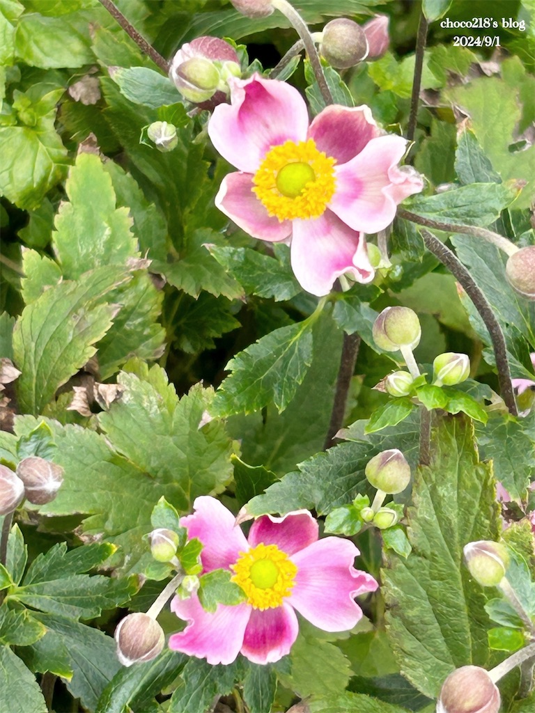 f:id:choco218:20240901155352j:image