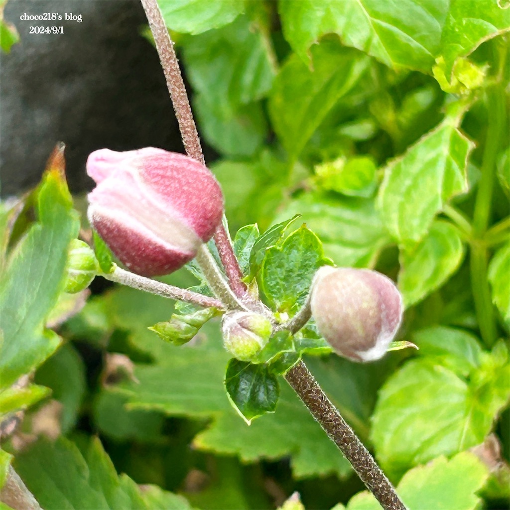 f:id:choco218:20240901155357j:image