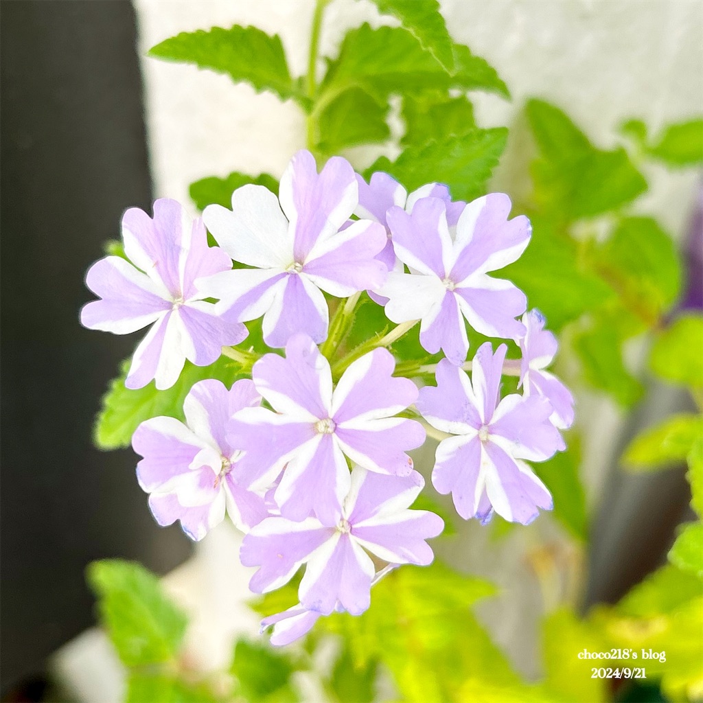 f:id:choco218:20240921185104j:image