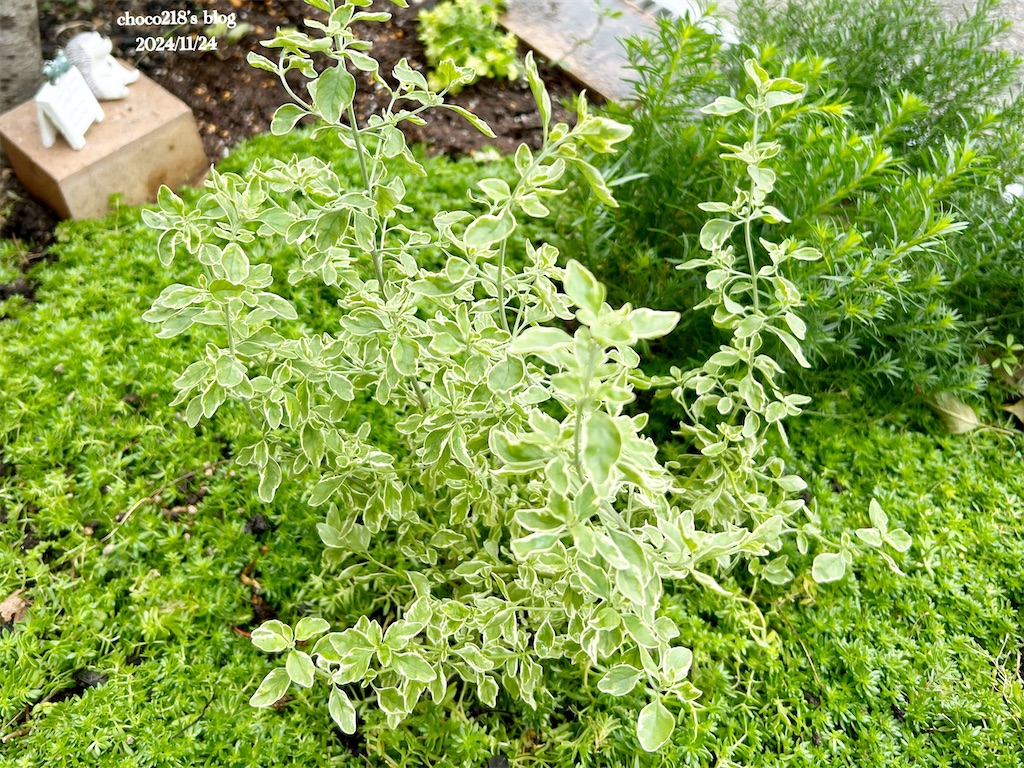 明るく茂るミントブッシュ・モンシェリーと落葉するコデマリの桜でまり
