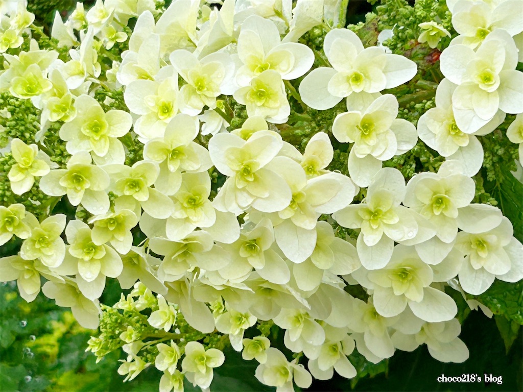 f:id:choco218:20250524142444j:image