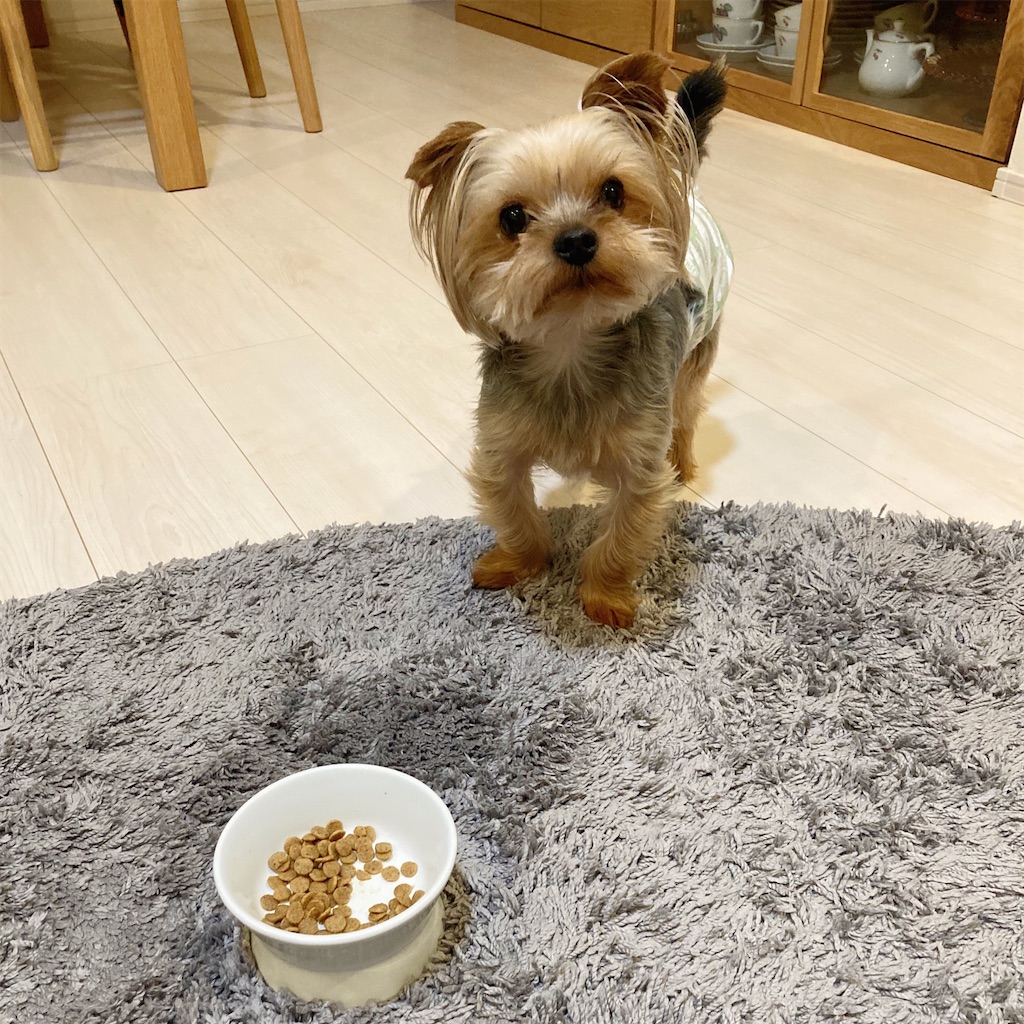 チョコのへの字口 チョコのはなし