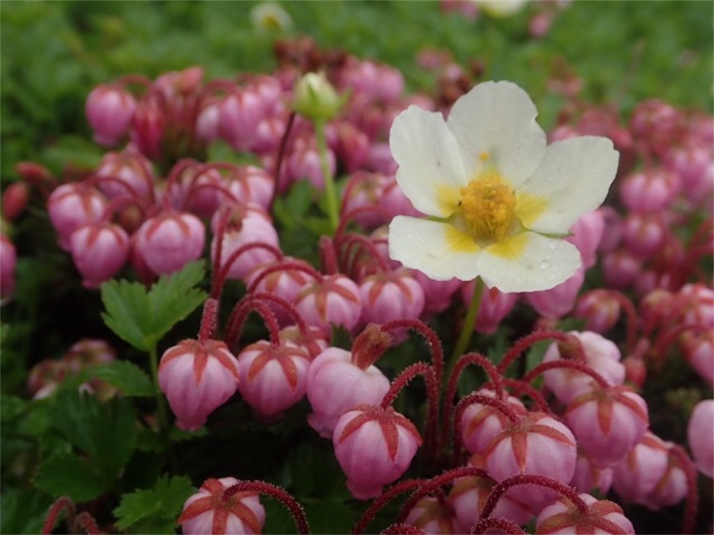 f:id:chococo324:20190725184500j:image