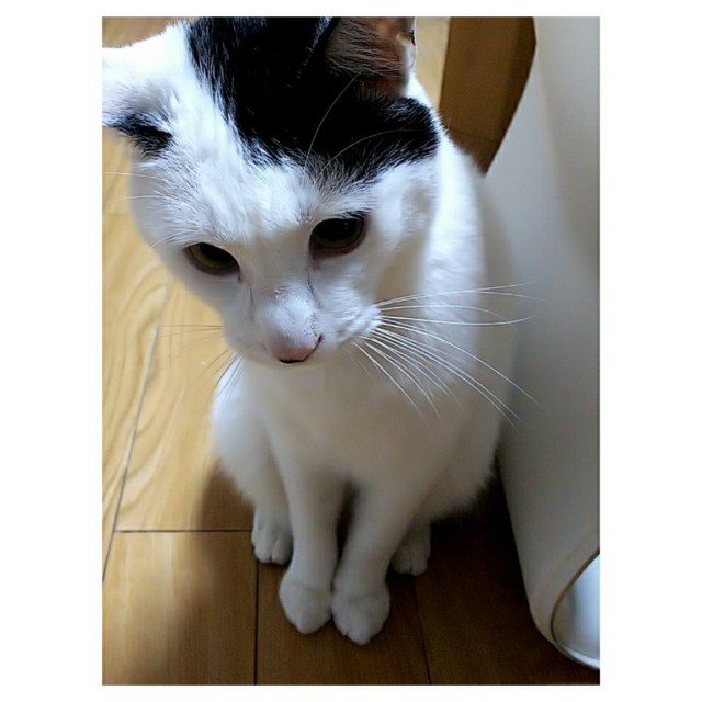 f:id:chococo43:20210114204209j:plain